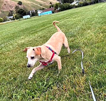 Photo of *JOEY