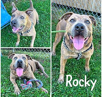 Photo of Rocket AKA Rocky