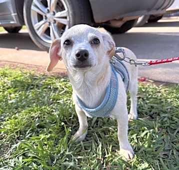 Photo of Tater Sweet Pea