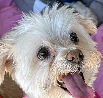 Photo of Mia