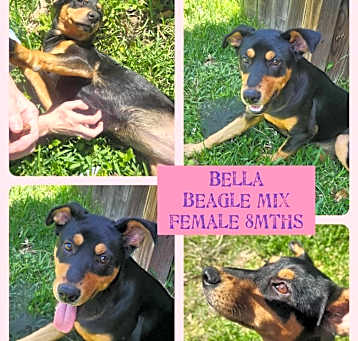 Photo of Bella