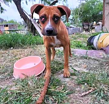 Photo of Daisy