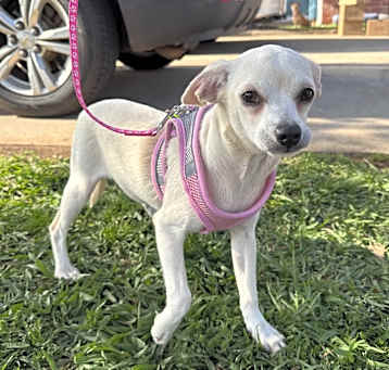 Photo of Olive Sweet Pea