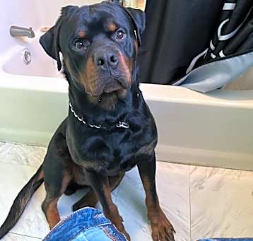 Photo of Rocko