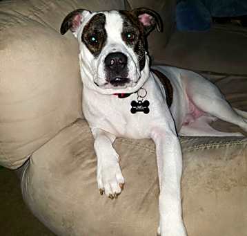Photo of Petey