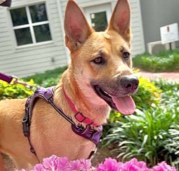 Photo of Lady