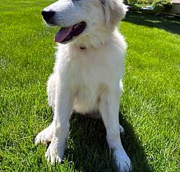 Photo of Bashful