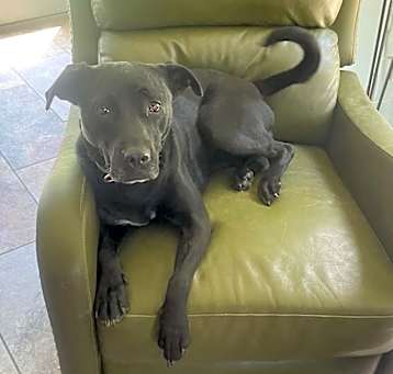 Photo of Hannah - Foster to Adopt (Pending