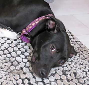 Photo of Violet