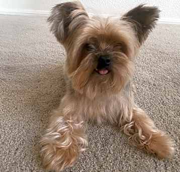 Photo of Bentley