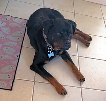Photo of Rocky