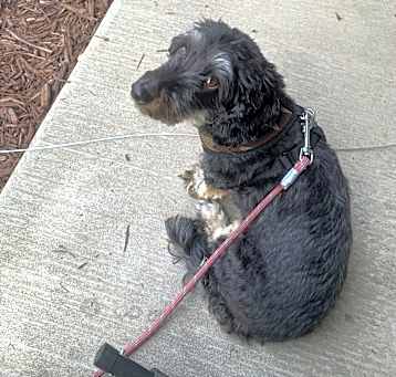 Photo of Milo