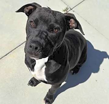 Photo of Poochie