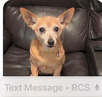 Photo of Foxy