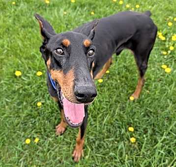 Photo of Sarge