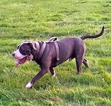 Photo of GHOST (GHOSTY BOY)