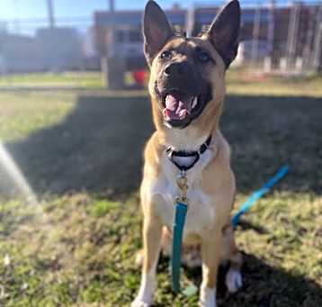 Photo of Milo