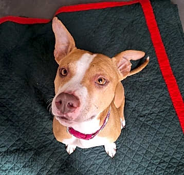 Photo of Pippa