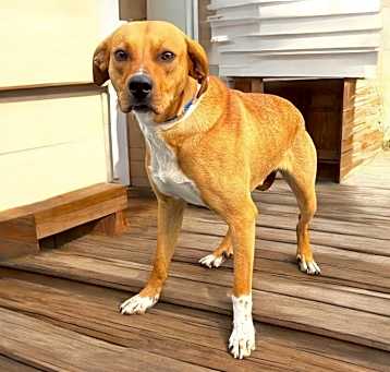 Photo of Mojo