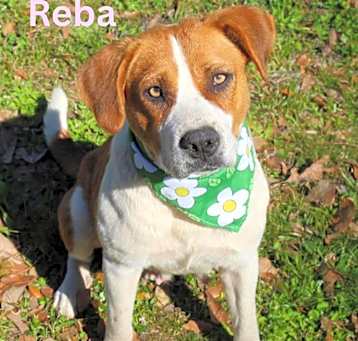 Photo of REBA