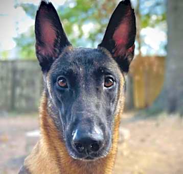 Photo of Rebel
