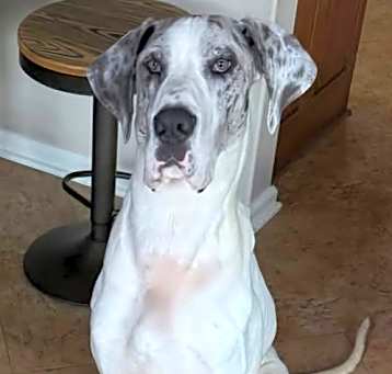 Photo of Natasha *adoption pending