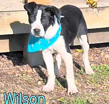 Photo of Wilson