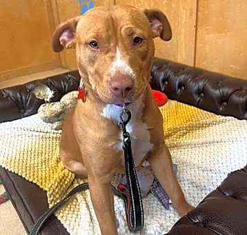 Photo of Caramel