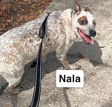 Photo of Nala
