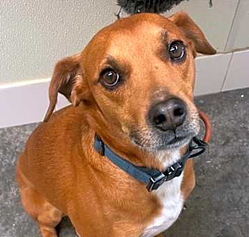 Photo of Ryker