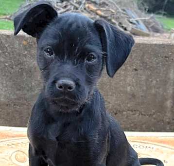 Photo of Terrier/Chi Litter
