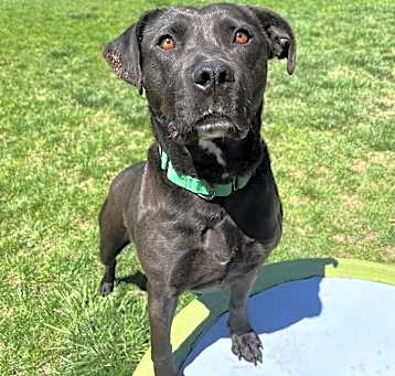 Photo of Blacky