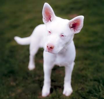 Photo of Land Shark