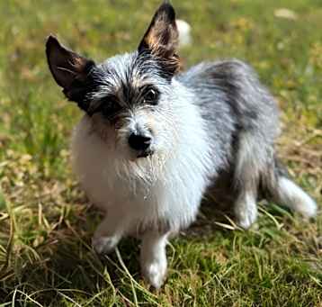 Photo of Penny