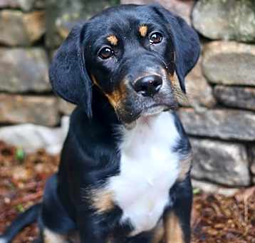 Photo of Tippy