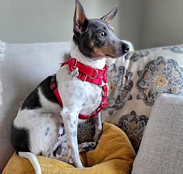 Photo of Toby (VA)