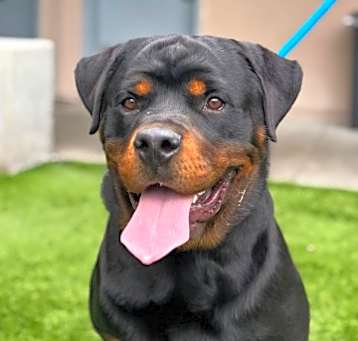 Photo of BEAR