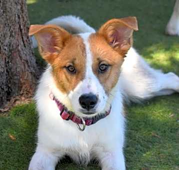 Photo of Tequila Rose