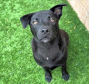 Photo of SCOUT