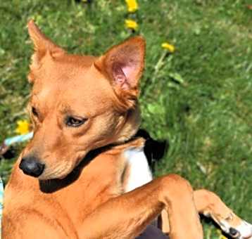 Photo of Star
