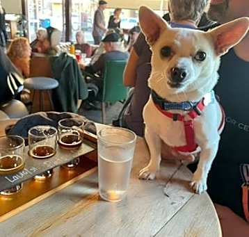 Photo of Goose