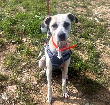 Photo of Shelby