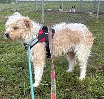 Photo of Benji