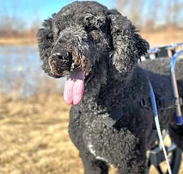 Photo of Tango