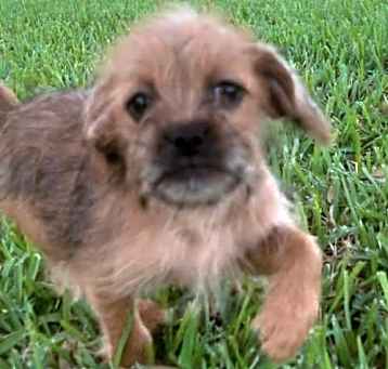 Photo of Hazelnut