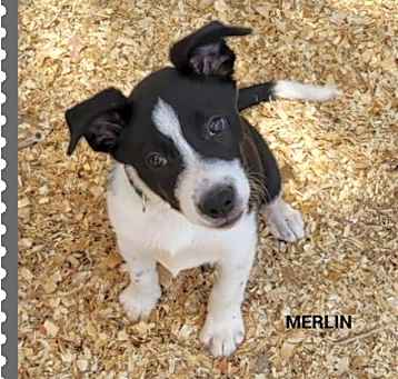 Photo of Merlin