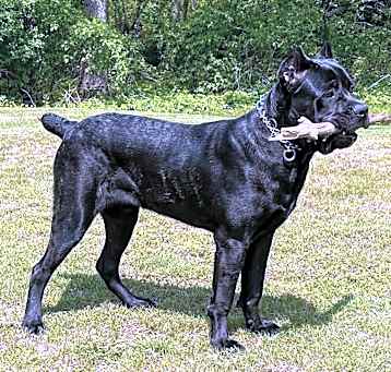 Photo of Rex