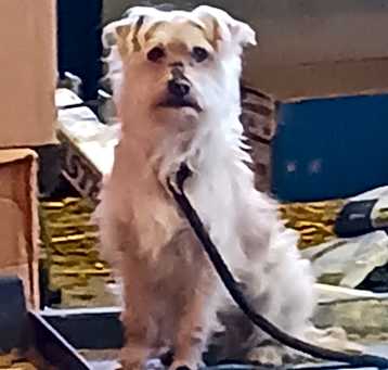 Photo of Shaggy