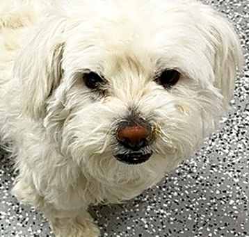 Photo of George - adoption pending