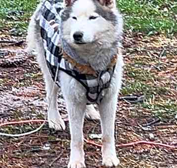 Photo of Dexter